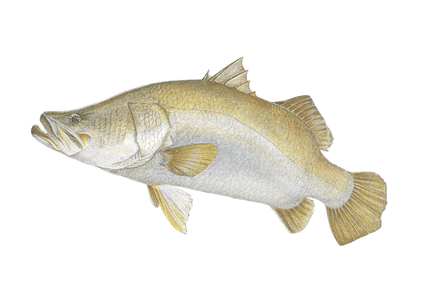 Barramundi | A3 Colour Fine Art Print