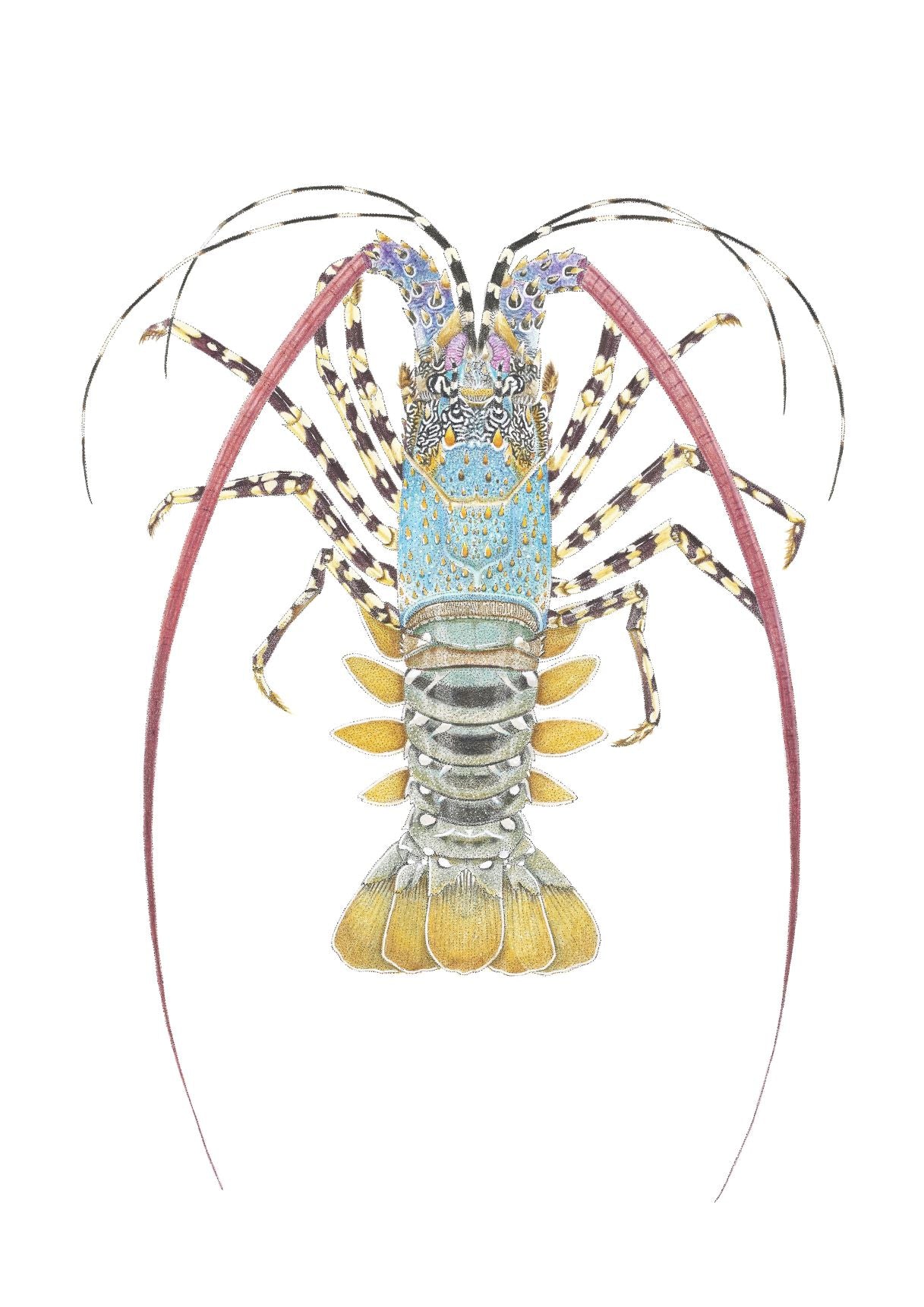 Ornate Crayfish | A3 Colour Fine Art Print