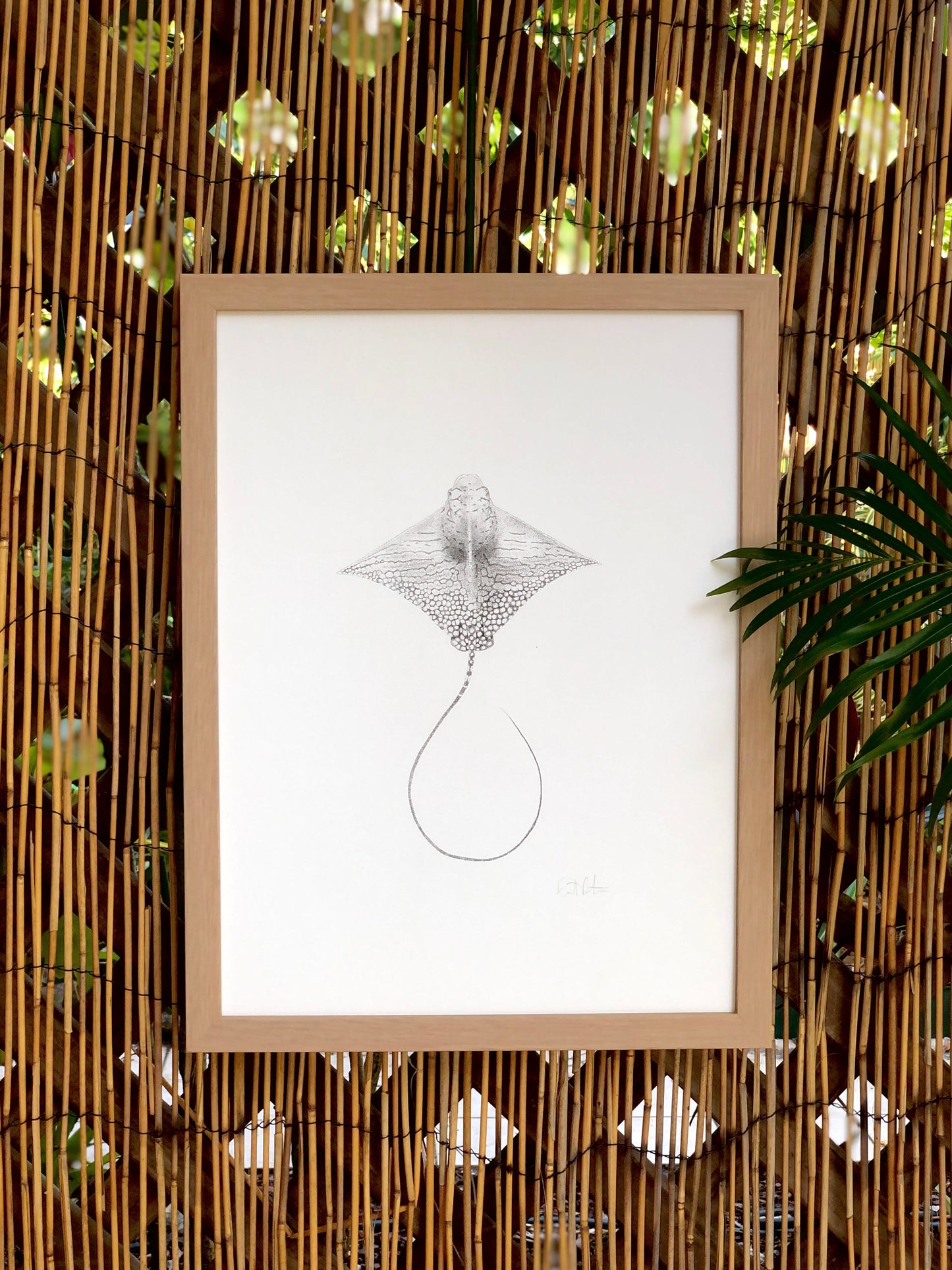 LIMITED EDITION - Ornate Eagle Ray | A3 B&W Fine Art Print