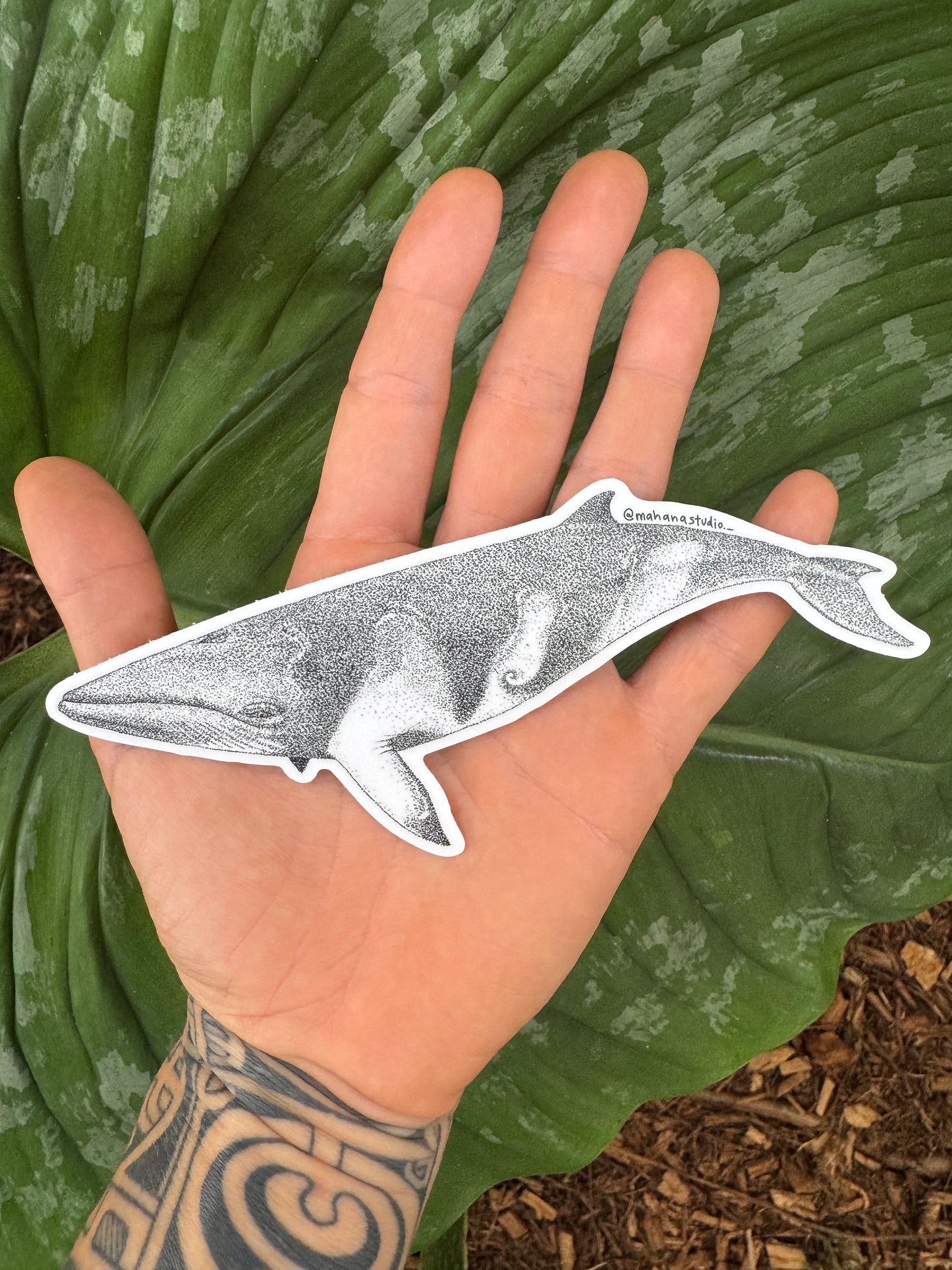 Minke Whale sticker