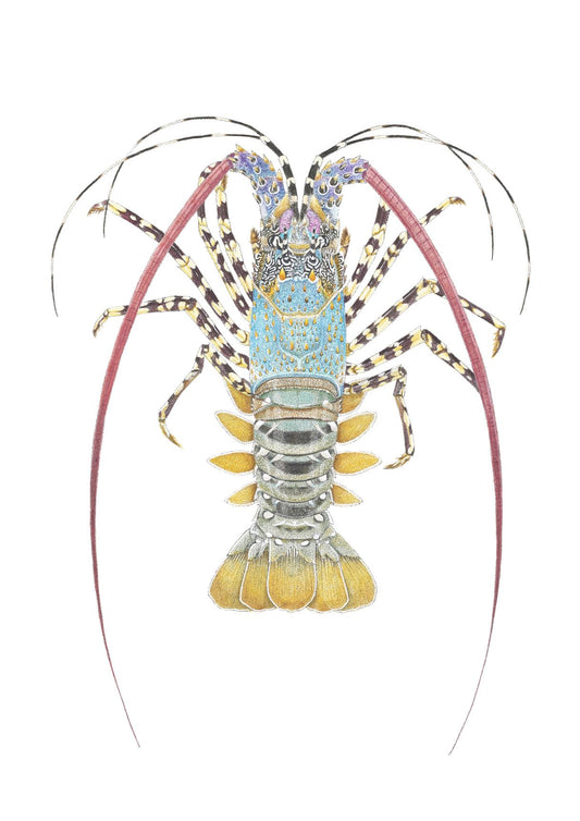 Ornate Crayfish | A3 Colour Fine Art Print