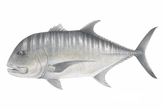 Giant Trevally | A3 Colour Fine Art Print