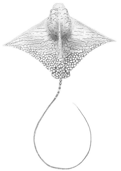 LIMITED EDITION - Ornate Eagle Ray | A3 B&W Fine Art Print