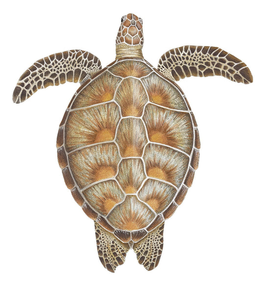 Green Turtle | A3 Colour Fine Art Print