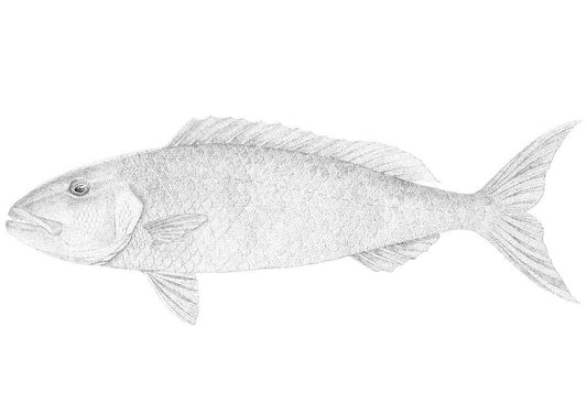 Green Jobfish | A3 B&W Fine Art Print