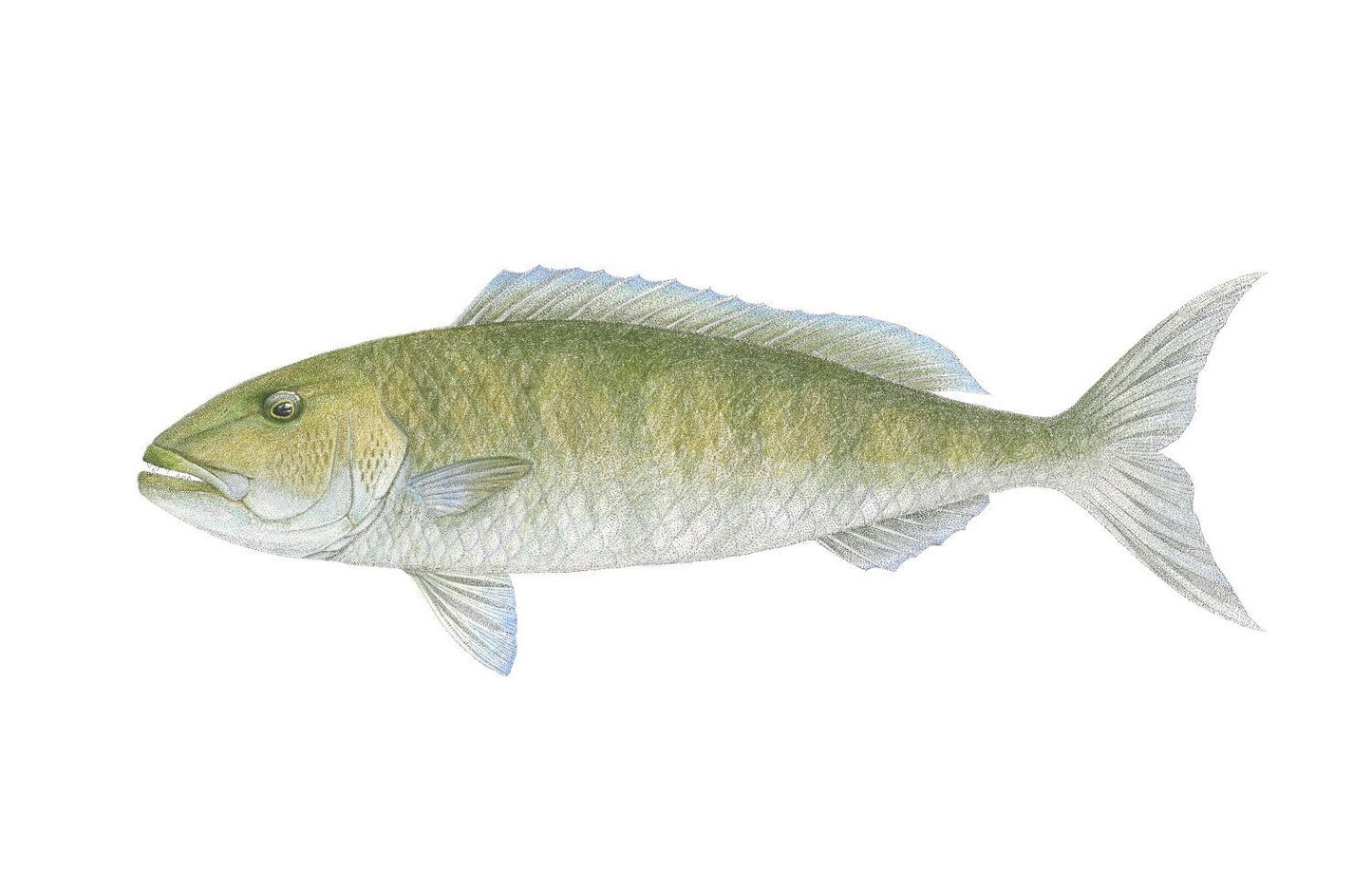 Green Jobfish | A3 Colour Fine Art Print