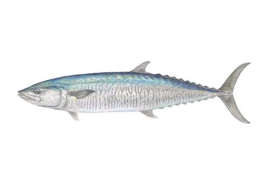 Spanish Mackerel | A3 Colour Fine Art Print