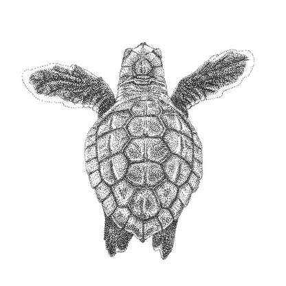 Loggerhead Hatchling | A4 B&W Fine Art Print