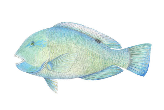 Blackspot Tuskfish | A3 Colour Fine Art Print