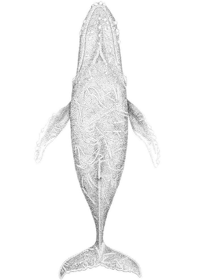 Humpback Whale | A3 B&W Fine Art Print